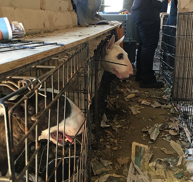 Bull Terriers seized from Puppy Farm showing their living conditions
